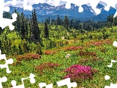 Góry, Stan Waszyngton, Kwiaty, Park Narodowy Mount Rainier, Stany Zjednoczone, Łąka, Droga