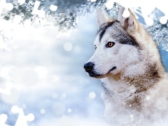Zima, Pies, Gałąź, Profil, Śnieg, Siberian husky