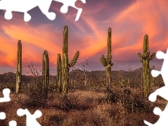 Park Narodowy Saguaro, Kaktusy, Stany Zjednoczone, Karnegie 