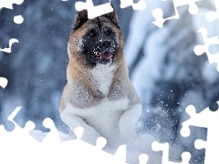 Śnieg, Zbliżenie, Pies, Akita amerykańska, Zima