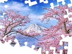 Różowe, Drzewa, Góra Fudżi, Kwiaty, Wiosna, Wiśnia, Jap