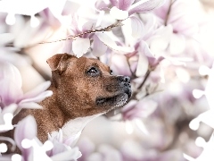 Brązowy, Kwiaty, Magnolie, Pies