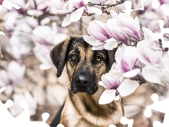 Pies, Kwiaty, Magnolie, Brązowy