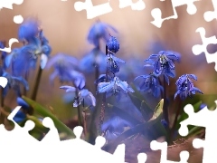 Cebulice syberyjskie, Niebieskie, Zbliżenie, Kwiaty