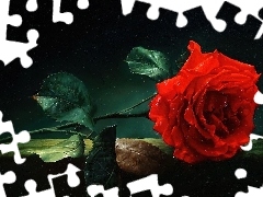 Rosa, Czerwona, Róża