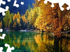 Pożółkłe, Drzewa, Szwajcaria, Jesień, Kanton Gryzonia, 