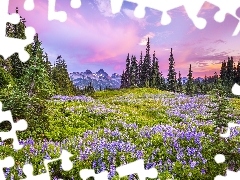 Stany Zjednoczone, Kwiaty, Stratowulkan Mount Rainier, Łubin, Drzewa, Stan Waszyngton, Park Narodowy Mount Rainier, Łąka