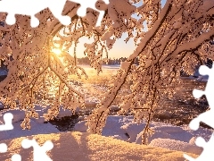 Zima, Drzewa, Wschód słońca, Gałęzie