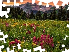 Diorite Peak, Kolorado, Kwiaty, GĂłry, Stany Zjednoczone, 