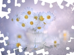 Kwiaty, BiaĹy, Rumian polny