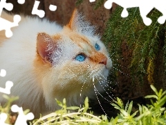 Kot, GaĹÄzki, RoĹliny, Niebieskooki