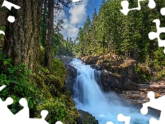 Park Narodowy Mount Rainier, Las, RoĹlinnoĹÄ, Wodospad, Drzewa, Waszyngton, Stany Zjednoczone, Silver Falls