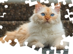 Kot, Niebieskooki, BiaĹo-rudy