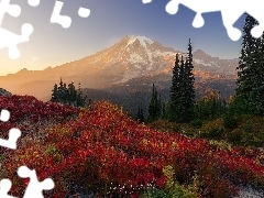 Park Narodowy Mount Rainier, GĂłry, PrzebijajÄce ĹwiatĹo, JesieĹ, Kwiaty, Waszyngton, Stany Zjednoczone, Drzewa