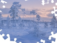 Śnieg, Ośnieżone, Drzewa, Zima
