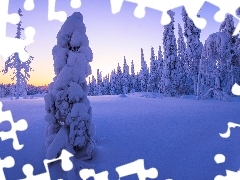 Śnieg, Las, Drzewa, Ośnieżone, Zima