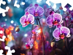 Światło, Grafika, Kwiaty, Storczyki, Orchidea