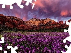 Sedona, Góry, Kwiaty, Beaar Mountain, Chmury, Arizona, Stany Zjednoczone, Skały