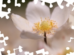 Kwiatek, Zawilec, Biały