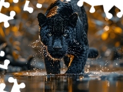 Woda, Czarny, Lampart