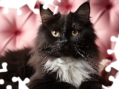 Róże, Czarno-biały, Kot