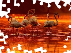 Zachód, Słońca, Flamingi