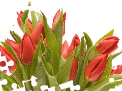 Holenderskie, Bukiet, Tulipany