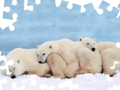 białe, śnieg, Niedźwiedzie