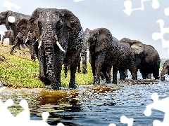 Rzeka, Słonie