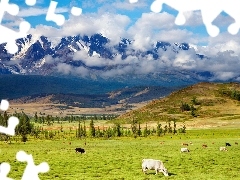 Pastwisko, Krowy, Góry, Chmury, Drzewa