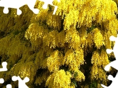 Żółte, Drzewo