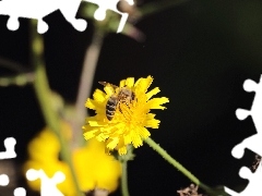 Kwiat, Lato, Pszczoła