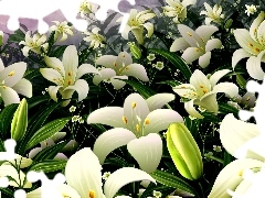 Lilia, Biała, Wielkanocne, Kwiaty