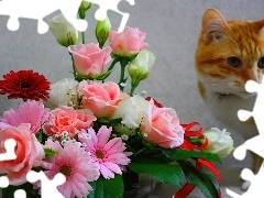 Kwiatów, Bukiet, Rudy, Kot