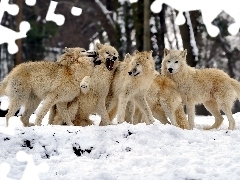 Wilków, Śnieg, Stado