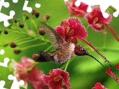 Kwiaty, Koliber