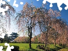 Japonia, Dom, Kwitnące, Wiosna, Drzewa