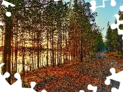 Jesień, Jezioro, Droga, Drzewa