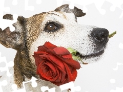 Róża, Mordka, Pies