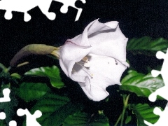 Bielunia, Białego, Kwiat