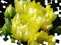 Kwitnący, Kaktus, Żółty