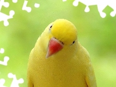 Papuga, Aleksandretta, Żółta