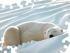 Śnieżna, Pokrywa, Niedźwiedź, Polarny