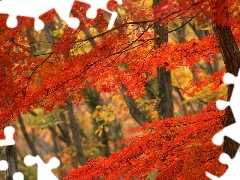 Drzewa, Czerwone, Jesień, Las