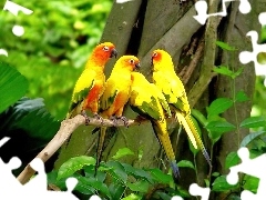 Papugi, Drzewo, Kolorowe