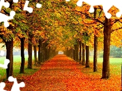 Park, Liście, Kolorowe, Jesień, Drzewa