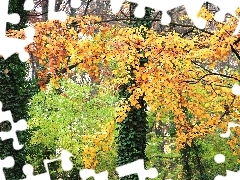 Park, Jesienny, Kolorowe, Bluszcz, Liście