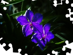 Orchidea, Niebieska