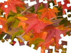 Liście, Jesień, Kolorowe