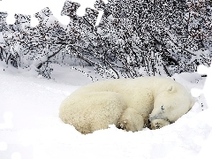 Polarny Zima, Krzaki, Niedźwiedź